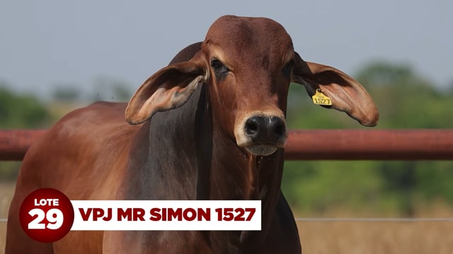 Lote 29