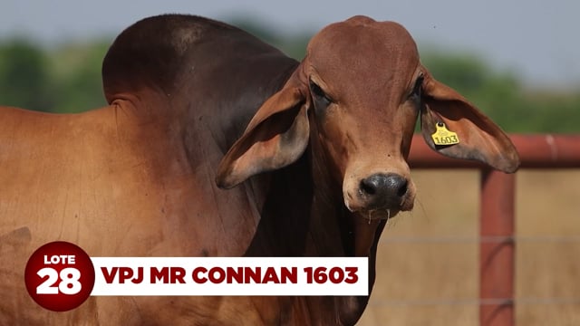 Lote 28