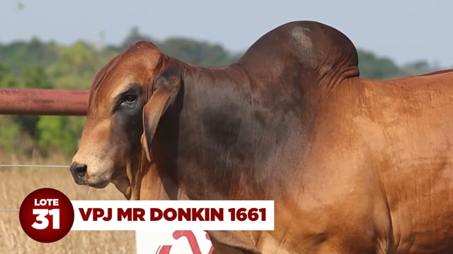 Lote 31