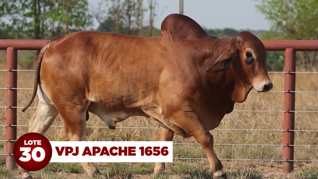 Lote 30