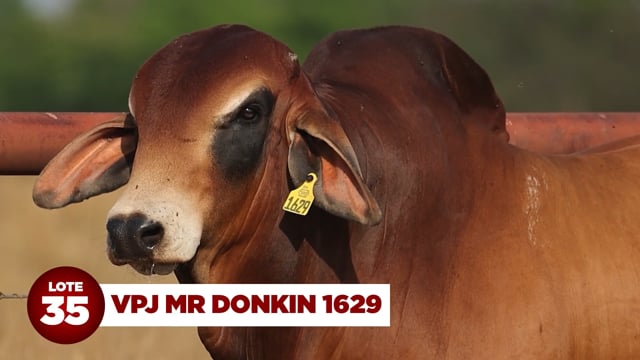 Lote 35