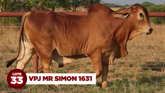 Lote 33