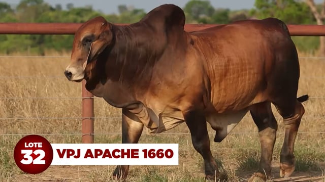 Lote 32
