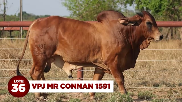 Lote 36