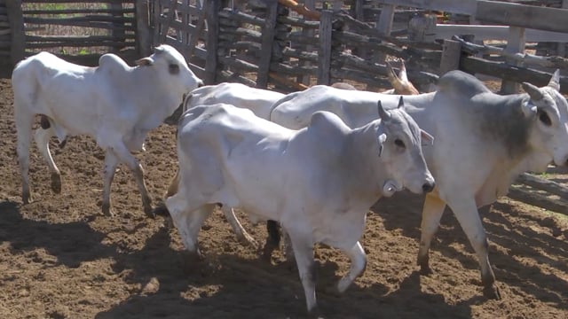 Lote 12P
