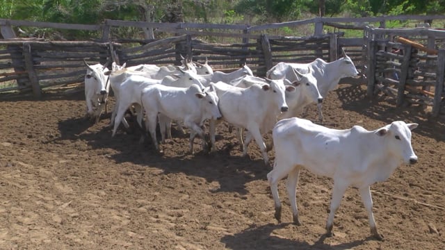 Lote 11P