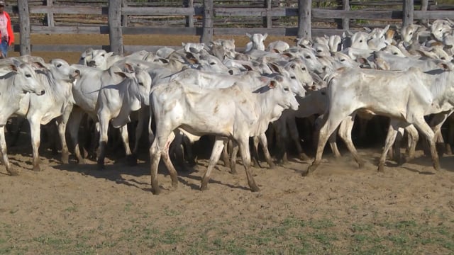 Lote 09P