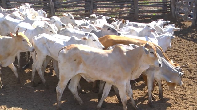 Lote 15P