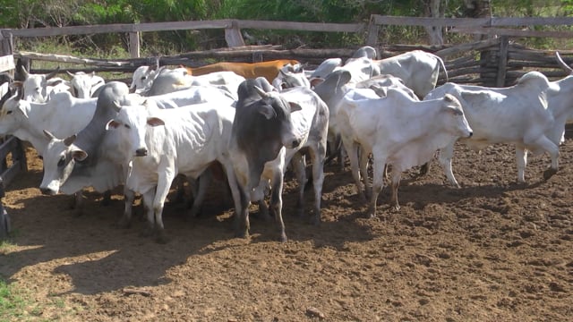 Lote 16P
