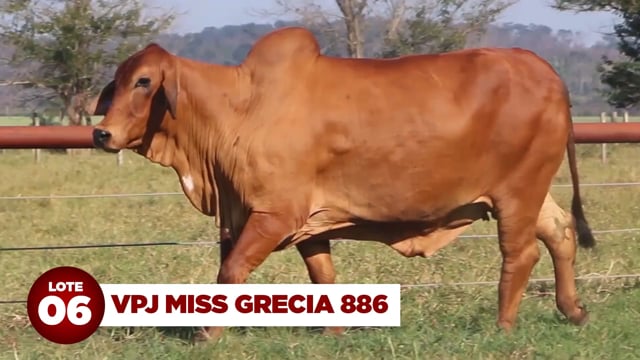 Lote 06