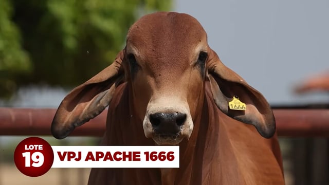 Lote 19