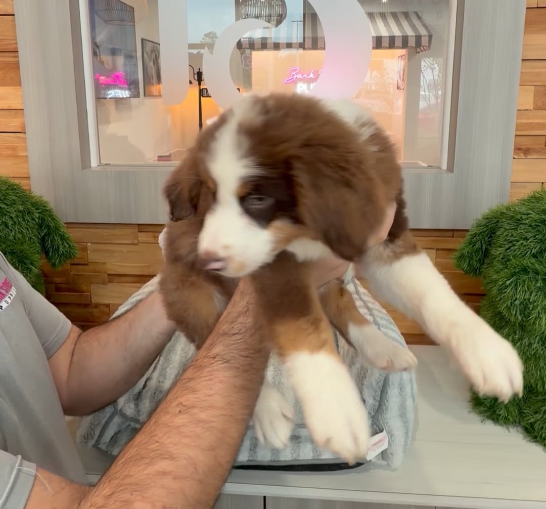 Male Australian Shepherd puppy named Crosby for sale at Beach Blvd. video thumbnail