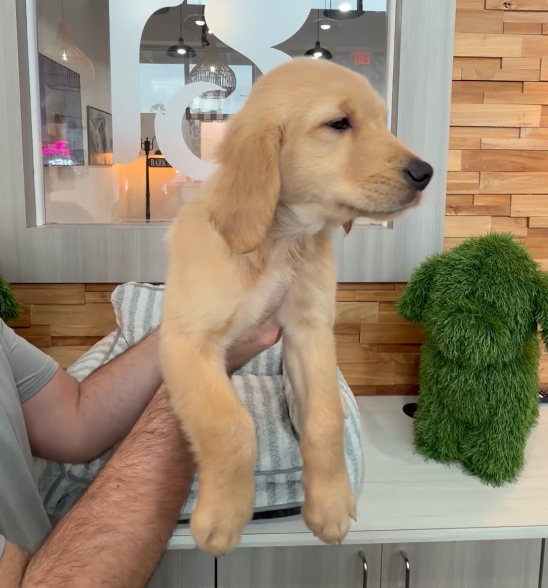 Male Golden Retriever puppy named Casper for sale at Beach Blvd. video thumbnail