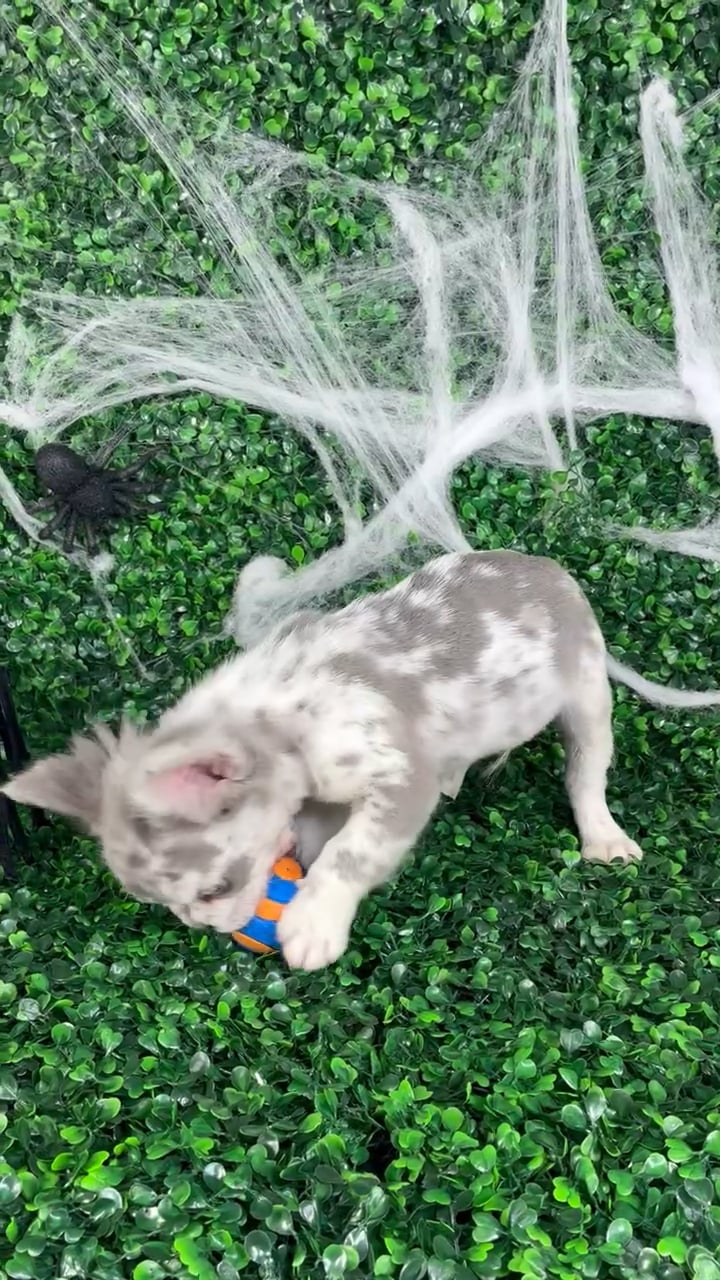 Male Fluffy French Bulldog puppy named Thor for sale at Puppy Dreams - North Richland Hills. video thumbnail