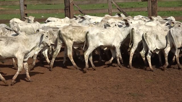 Lote 02
