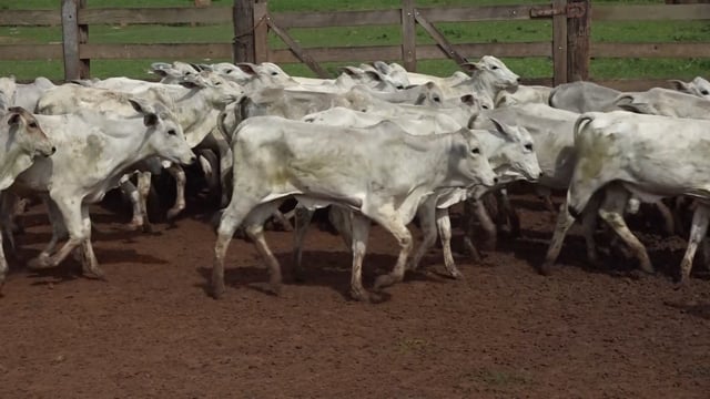 Lote 01