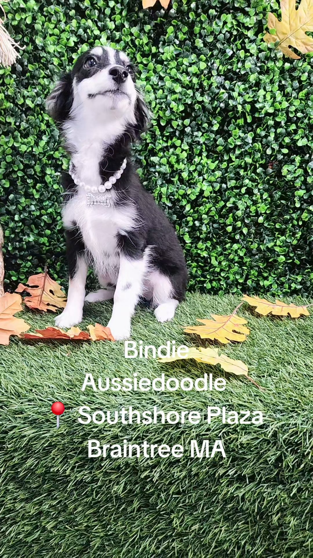 Female Aussiedoodle 2Nd Gen puppy named Bindie for sale at Pet Express Braintree. video thumbnail