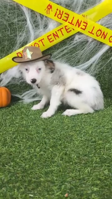 Male Mini Aussie puppy named Ghost for sale at Puppy Dreams - Arlington. video thumbnail