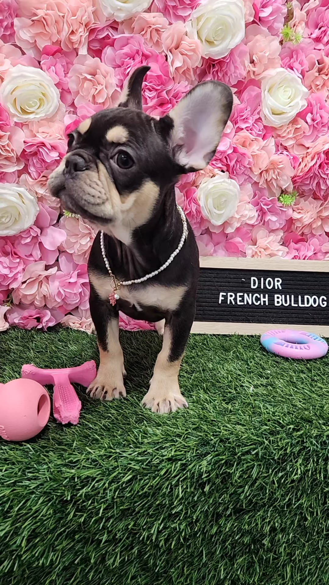 Female French Bulldog puppy named Dior for sale at Pet Express Braintree. video thumbnail