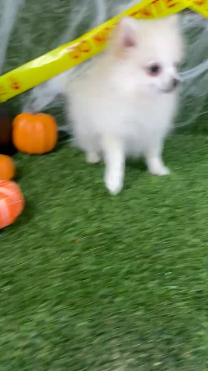 Male Pomeranian puppy named Dracula for sale at Puppy Dreams - Arlington. video thumbnail