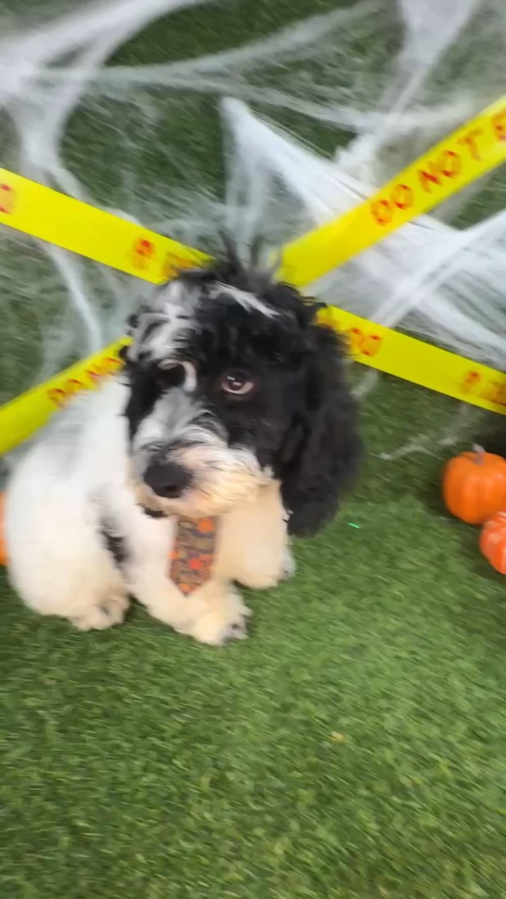 Male Cockapoo puppy named Pumpkin for sale at Puppy Dreams - Arlington. video thumbnail
