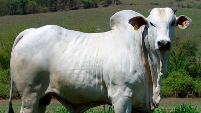 Lote 07