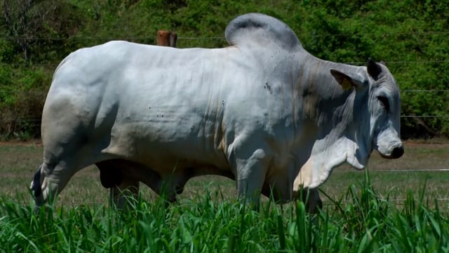 Lote 23