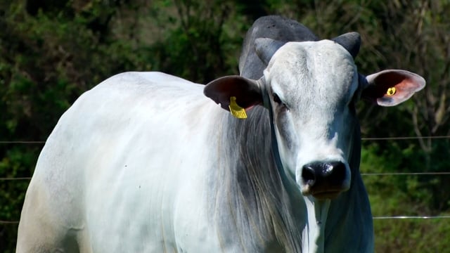 Lote 66