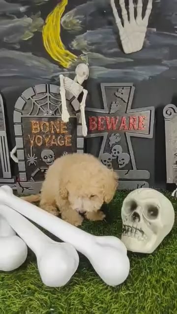 Female Bichon-Poodle puppy named Tiffany for sale at Puppy Dreams - Mansfield. video thumbnail