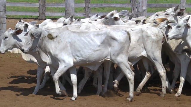 Lote 18P