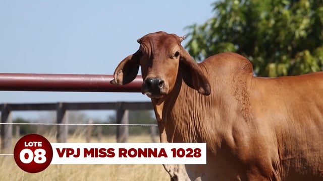 Lote 08