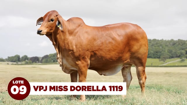 Lote 09