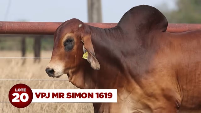 Lote 20