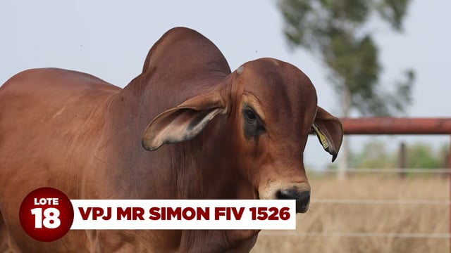 Lote 18