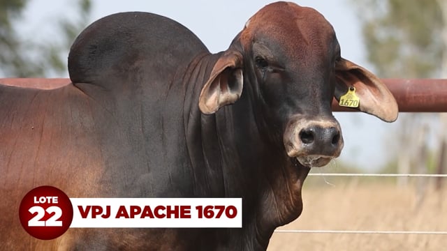 Lote 22