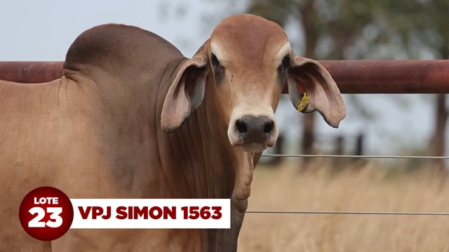 Lote 23
