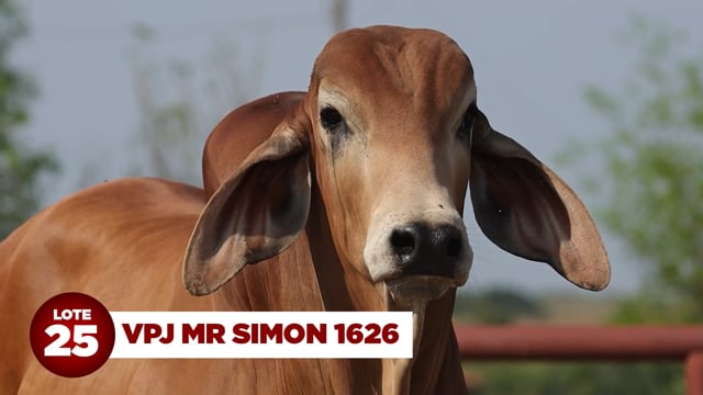 Lote 25