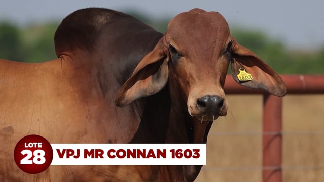Lote 28