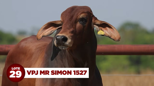 Lote 29
