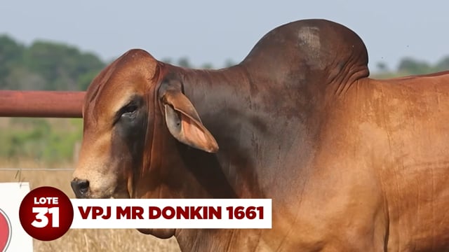 Lote 31
