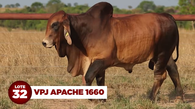 Lote 32