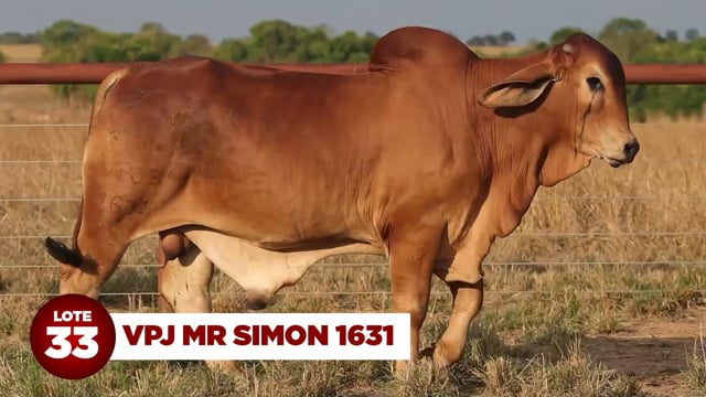 Lote 33