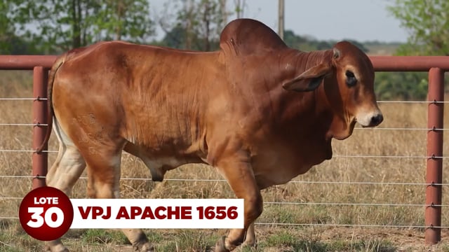 Lote 30