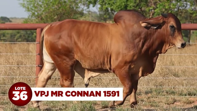Lote 36