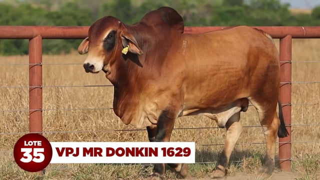 Lote 35
