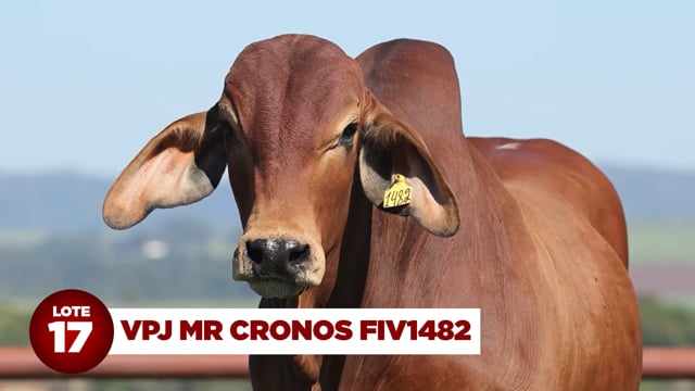 Lote 17