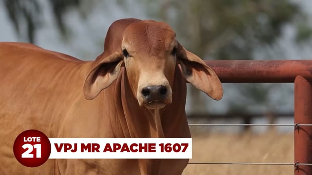 Lote 21