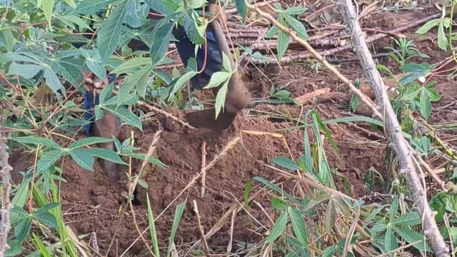 Flétrissement des plantes à Kasongo