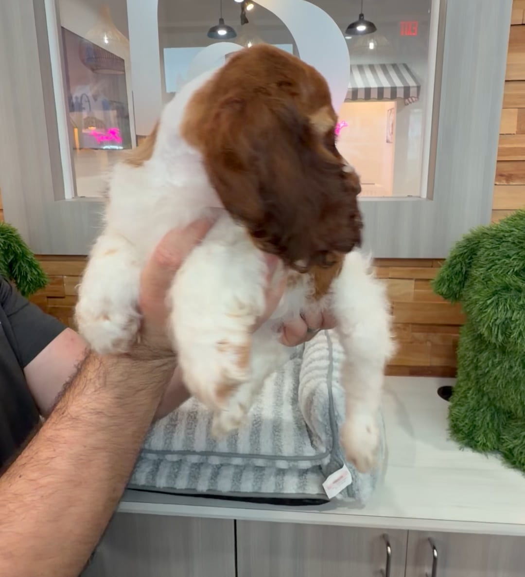 Female Cocker Spaniel puppy named Carly for sale at Beach Blvd. video thumbnail