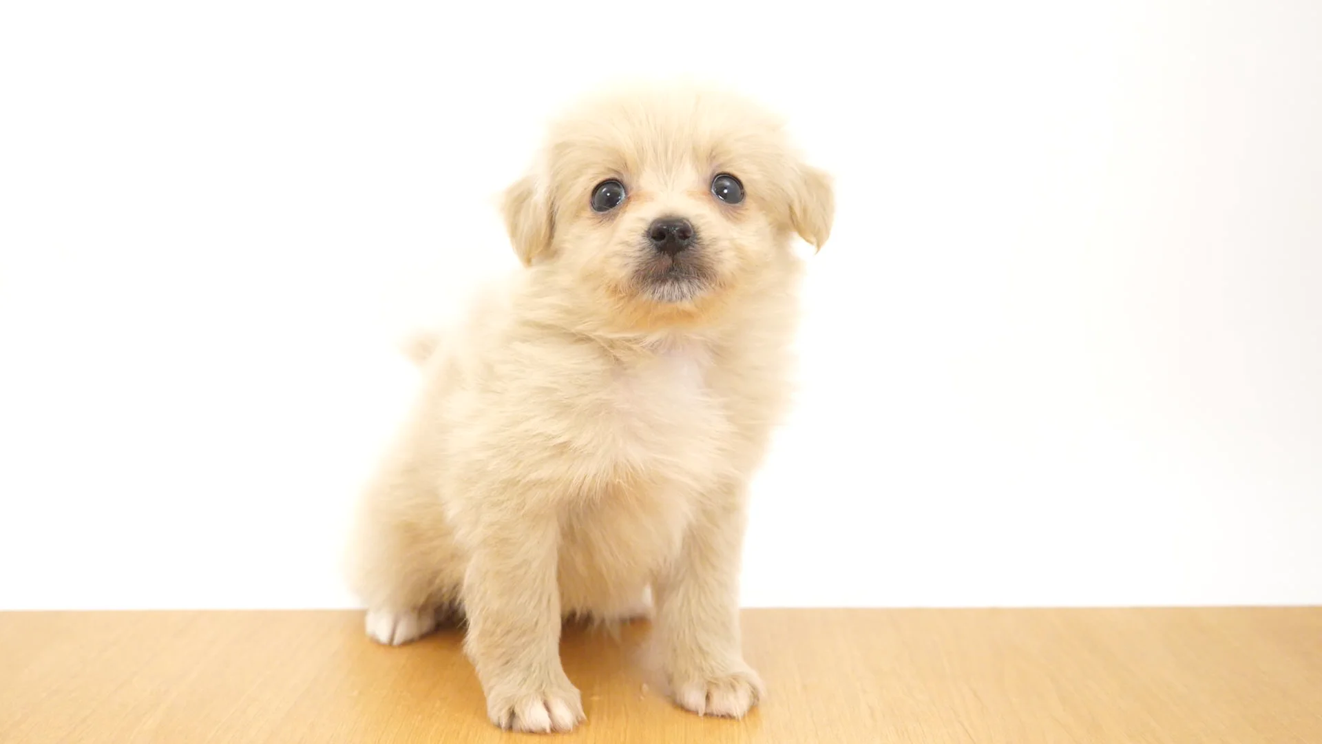 ハーフ犬（マルペキ） クリーム 女の子 ウエルケアセンター